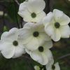 Cornus - Eddie's White Wonder