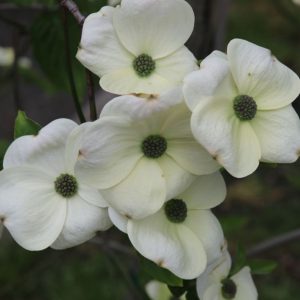 Cornus - Eddie's White Wonder