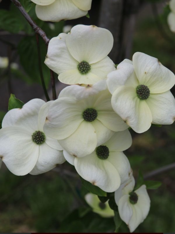 Cornus - Eddie's White Wonder