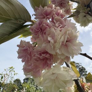 Prunus (Cherry) serrulata - 'Ukon'