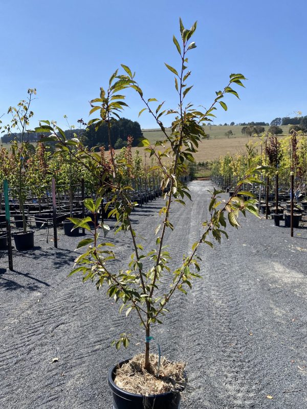 Prunus - Okame - Image 2