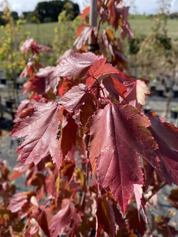 Acer rubrum 'Autumn Red' - Red Canadian Maple