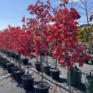 Acer rubrum 'Autumn Red' - Red Canadian Maple