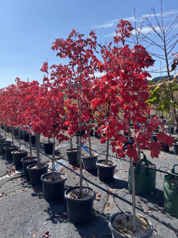 Acer rubrum 'Autumn Red' - Red Canadian Maple
