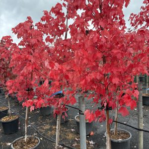 Acer rubrum 'Autumn Red' - Red Canadian Maple