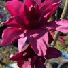 Magnolia - Burgundy Star - Image 2