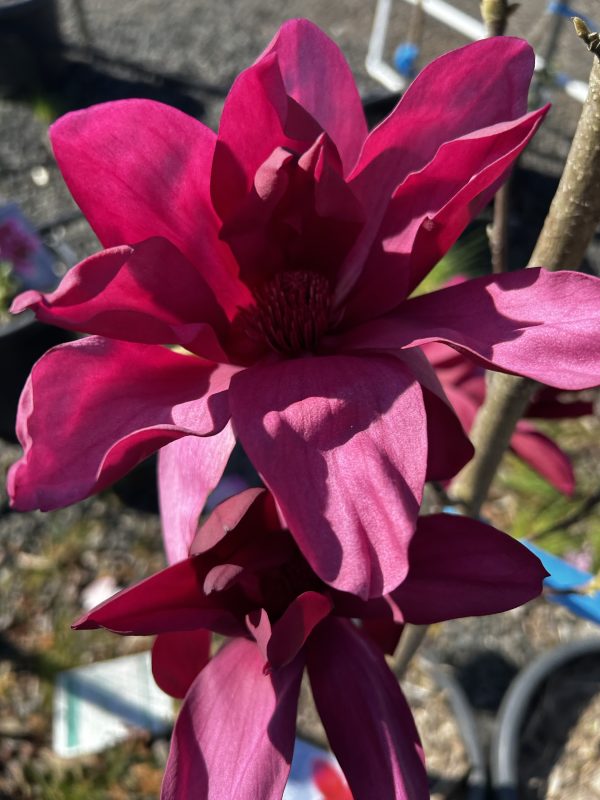 Magnolia - Burgundy Star - Image 2