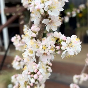 Prunus Elvins - White & Pink Flowering Plum