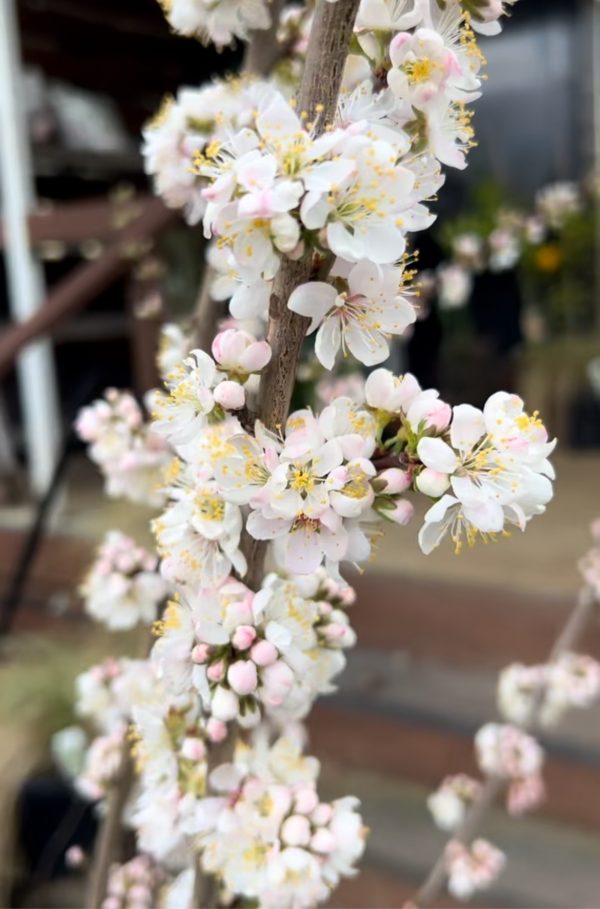 Prunus Elvins - White & Pink Flowering Plum