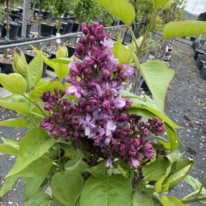 Syringa vulgaris 'Charles Joly' - Purple Flowering Lilac