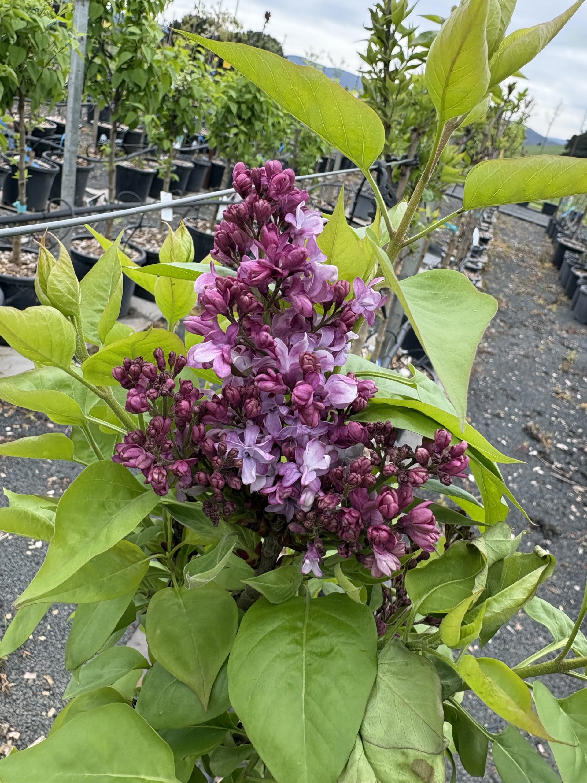 Syringa vulgaris 'Charles Joly' - Purple Flowering Lilac