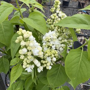 Syringa x hyacinthiflora 'Cora Brandt' - White Flowering Lilac