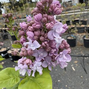 Syringa vulgaris 'Katherine Havemeyer' - Mauve Flowering Lilac