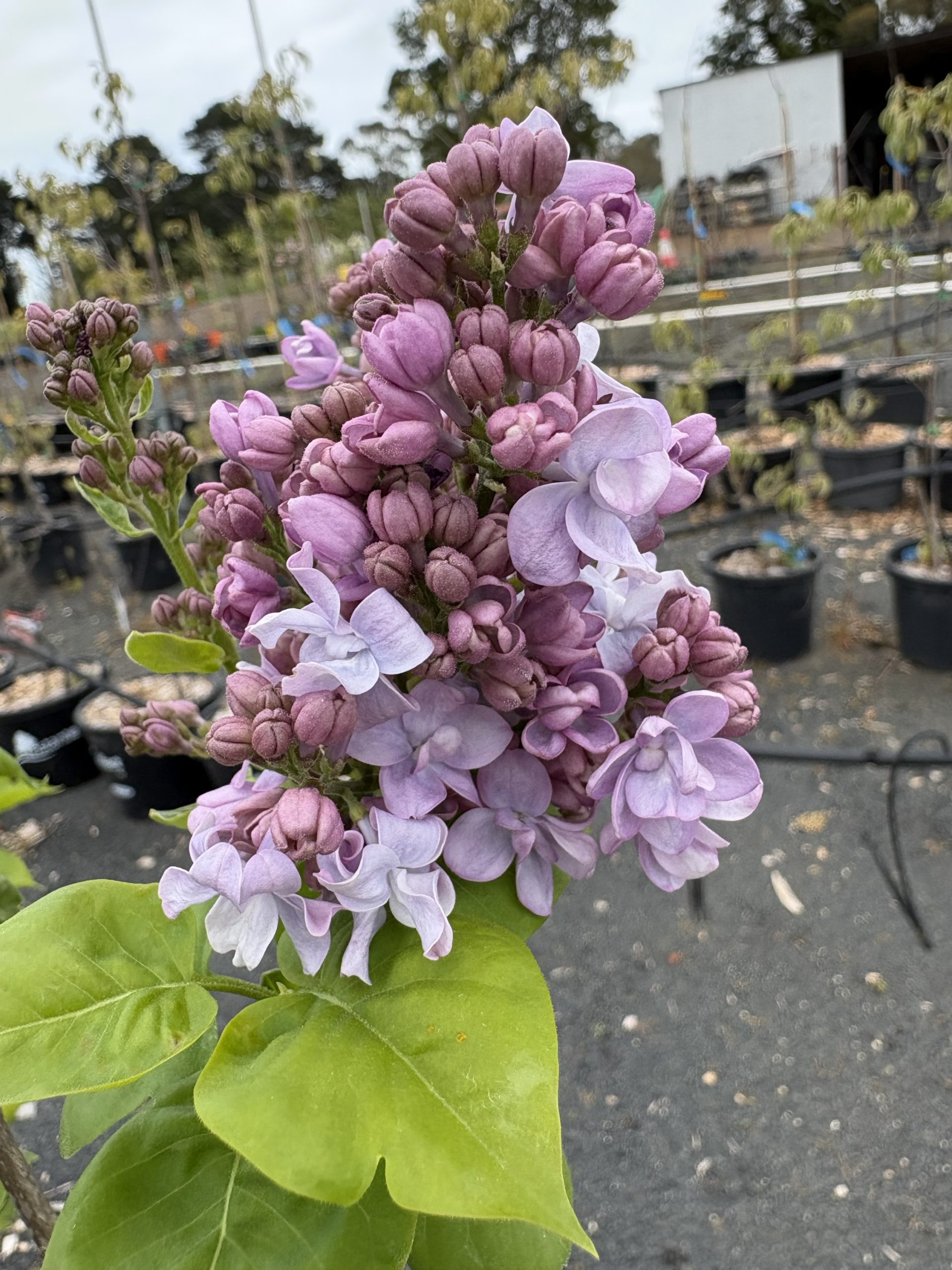 Syringa vulgaris 'Katherine Havemeyer' - Mauve Flowering Lilac