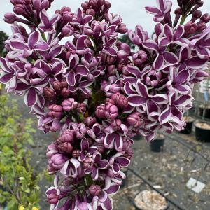 Syringa vulgaris 'Sensation' - Purple & White Flowering Lilac