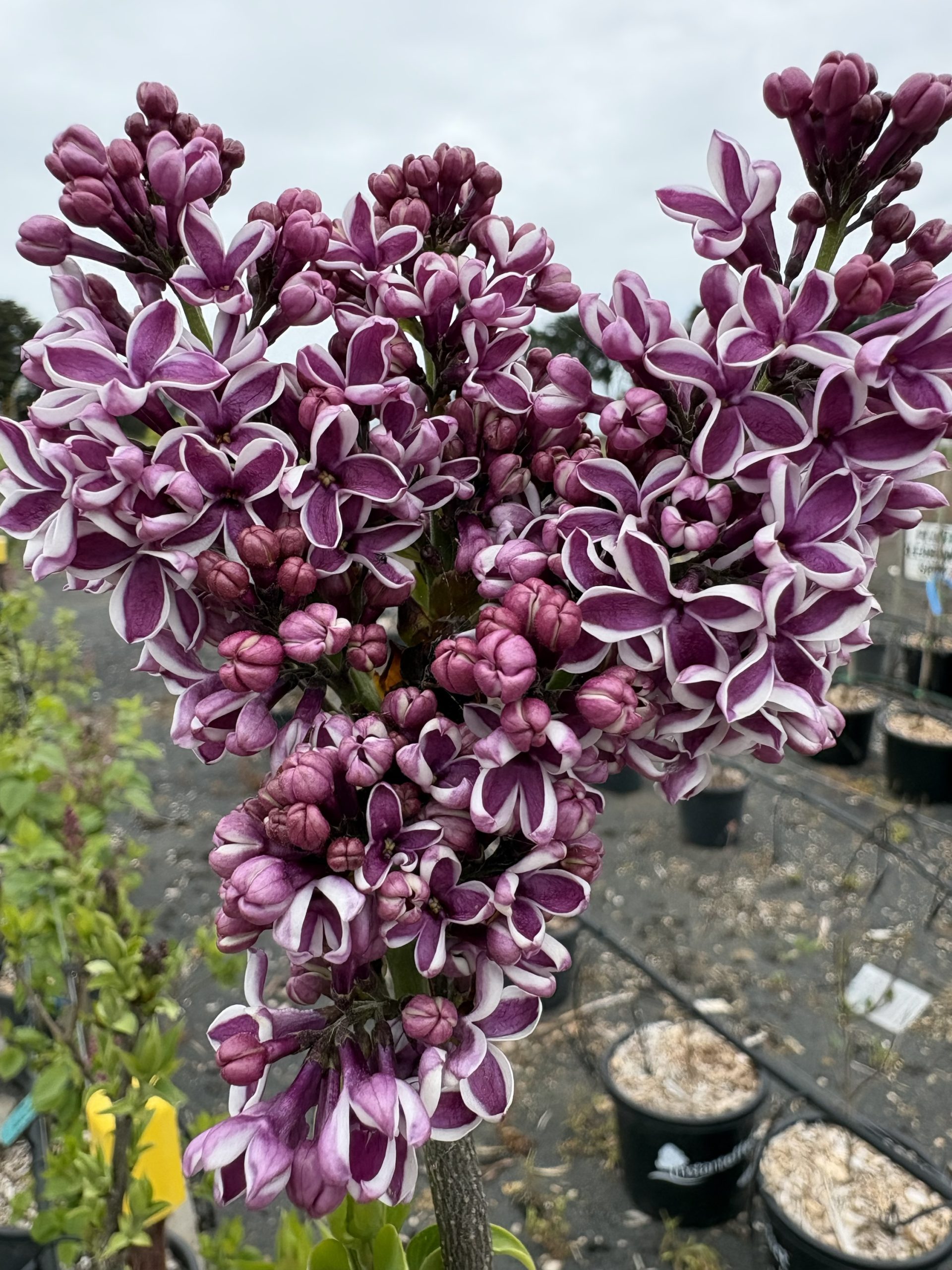 Syringa vulgaris 'Sensation' - Purple & White Flowering Lilac