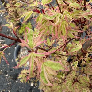 Acer palmatum - Butterfly