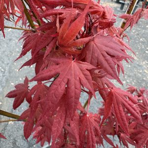 Acer palmatum atropurpureum - Red/Purple Leaf Japanese Maple (upright)