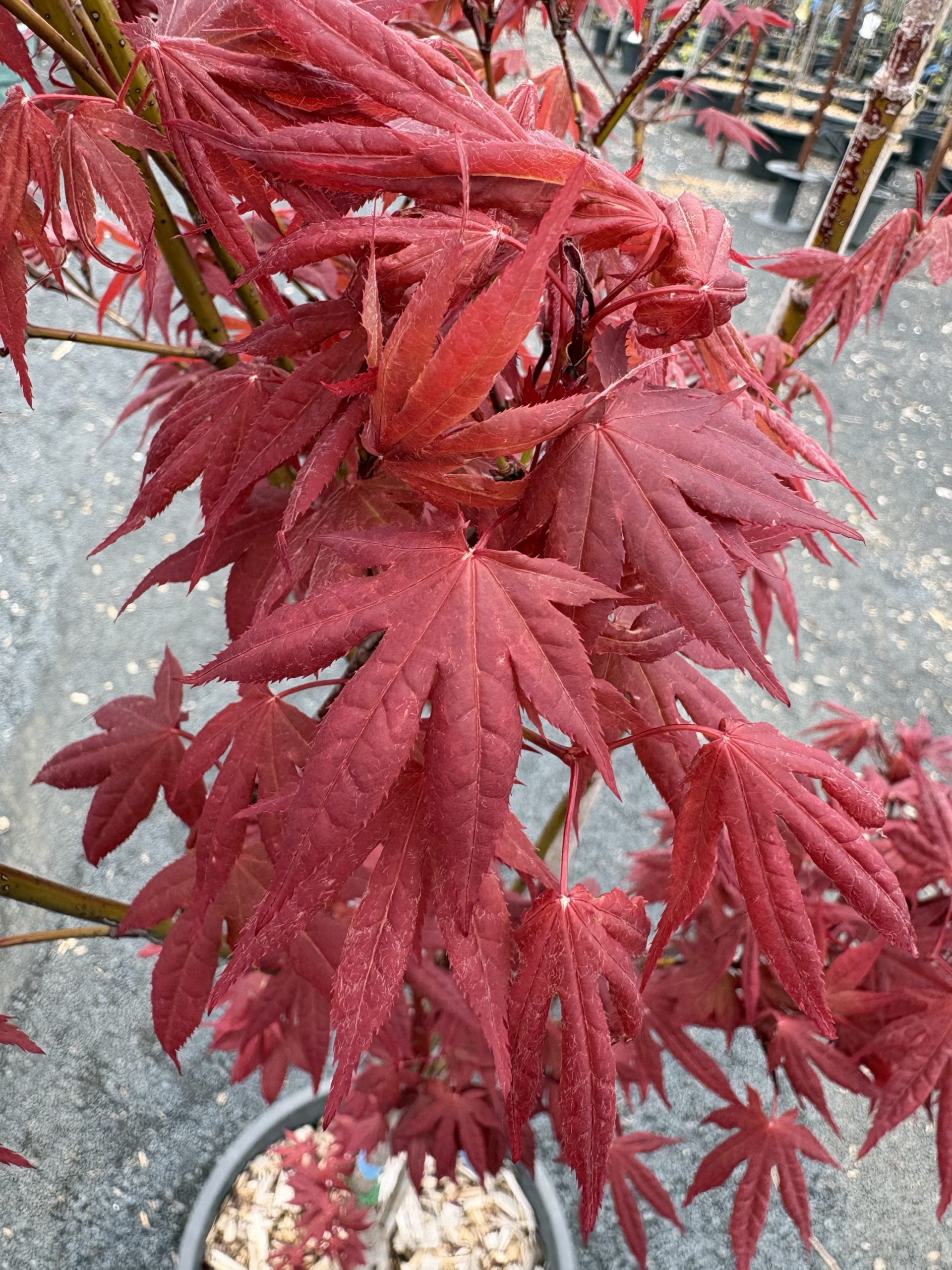 Acer palmatum atropurpureum - Red/Purple Leaf Japanese Maple (upright)