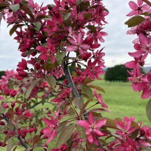 Malus - Tom Matthews™