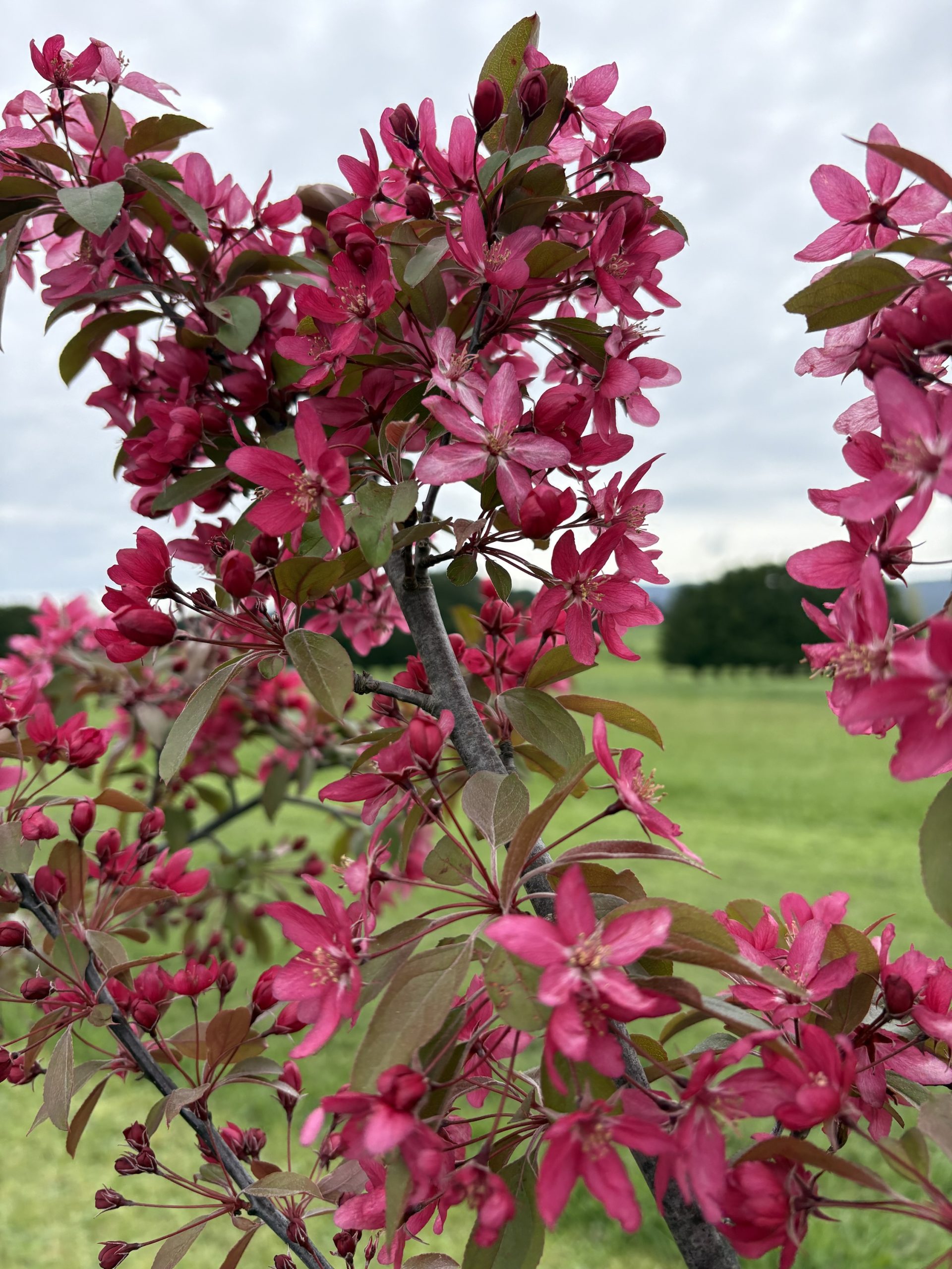 Malus - Tom Matthews™