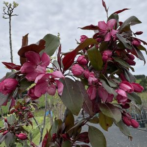 Malus 'Criknzam' Crimson Knight™