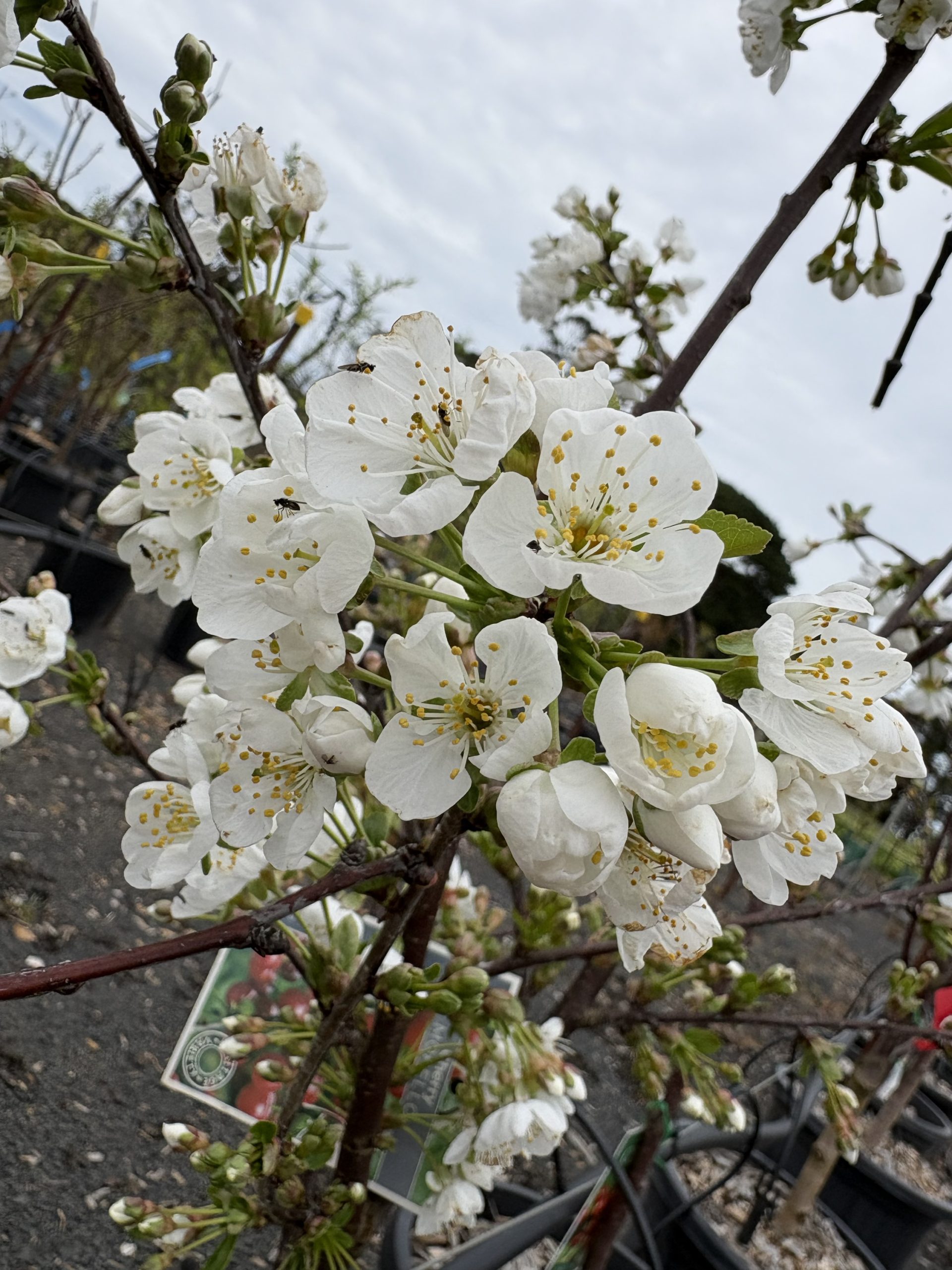 Cherry – Morello - Image 2