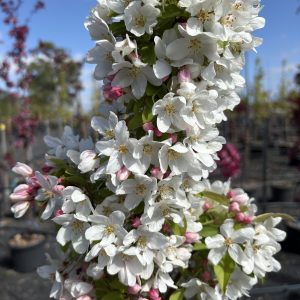 Malus 'Sutyzam' or 'Sugar Tyme'