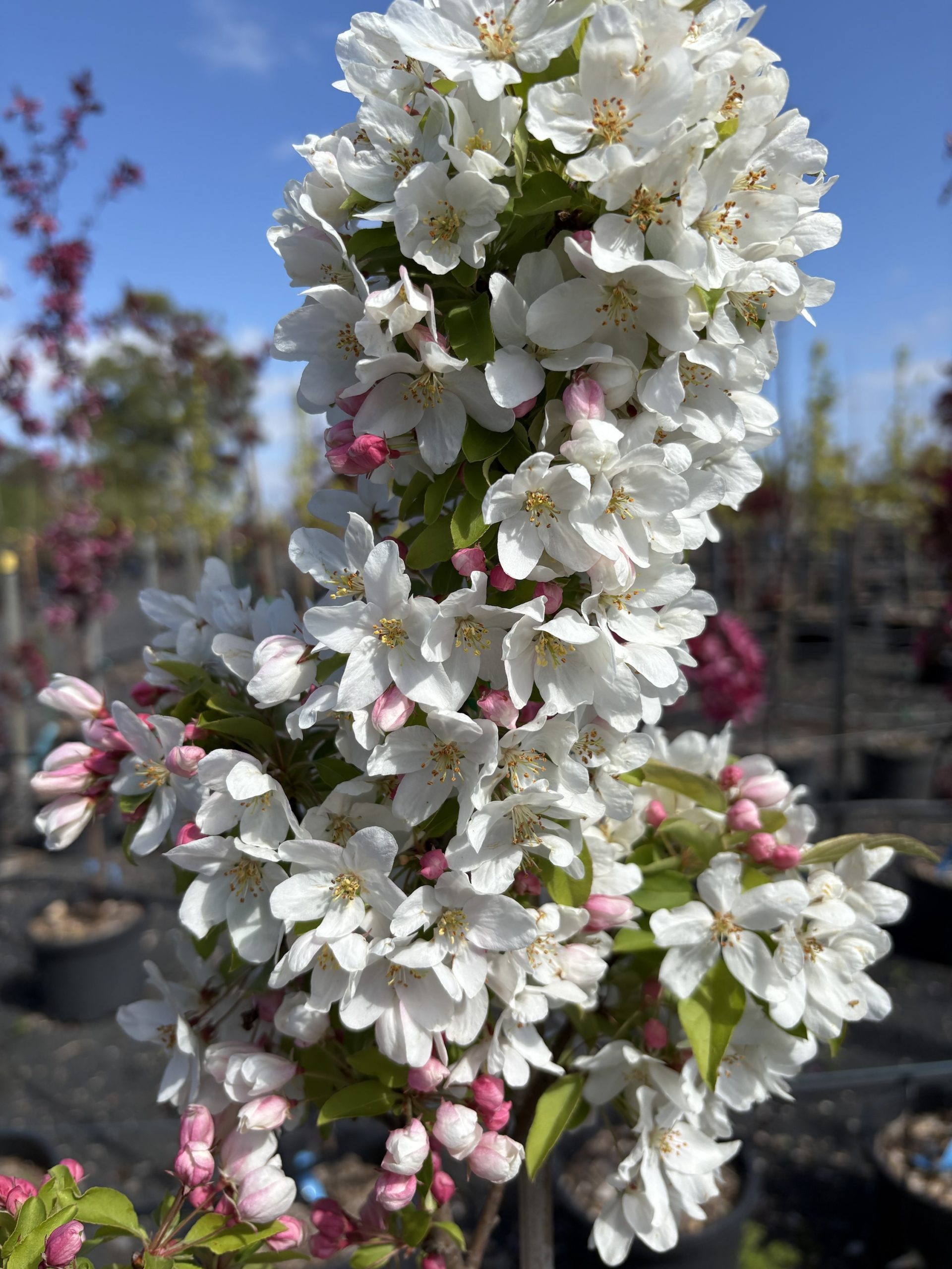 Malus 'Sutyzam' or 'Sugar Tyme'