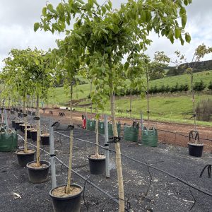 Morus alba pendula - Weeping Mulberry
