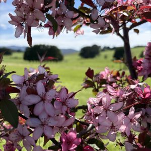Malus 'JFS-KW5' - Royal Raindrops