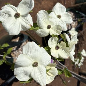 Cornus - Eddie's White Wonder