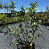 Cornus serica - Flaviramea - Yellow Twig Dogwood - Image 3
