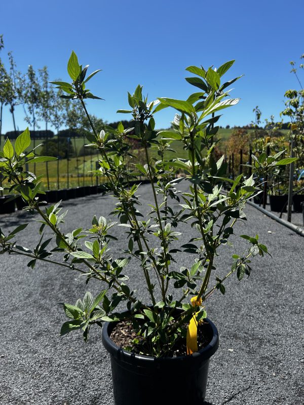 Cornus serica - Flaviramea - Yellow Twig Dogwood - Image 2