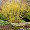 Cornus serica - Flaviramea - Yellow Twig Dogwood
