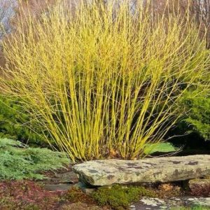 Cornus serica - Flaviramea - Yellow Twig Dogwood