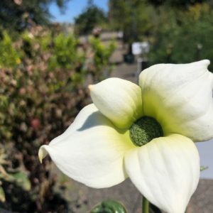 Cornus nuttallii - Pacific Dogwood