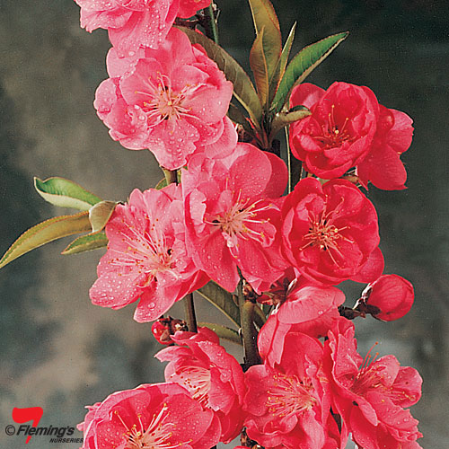 Prunus Persica Magnifica Red Flowering Peach Blerick Tree Farm