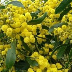 Acacia (wattle)