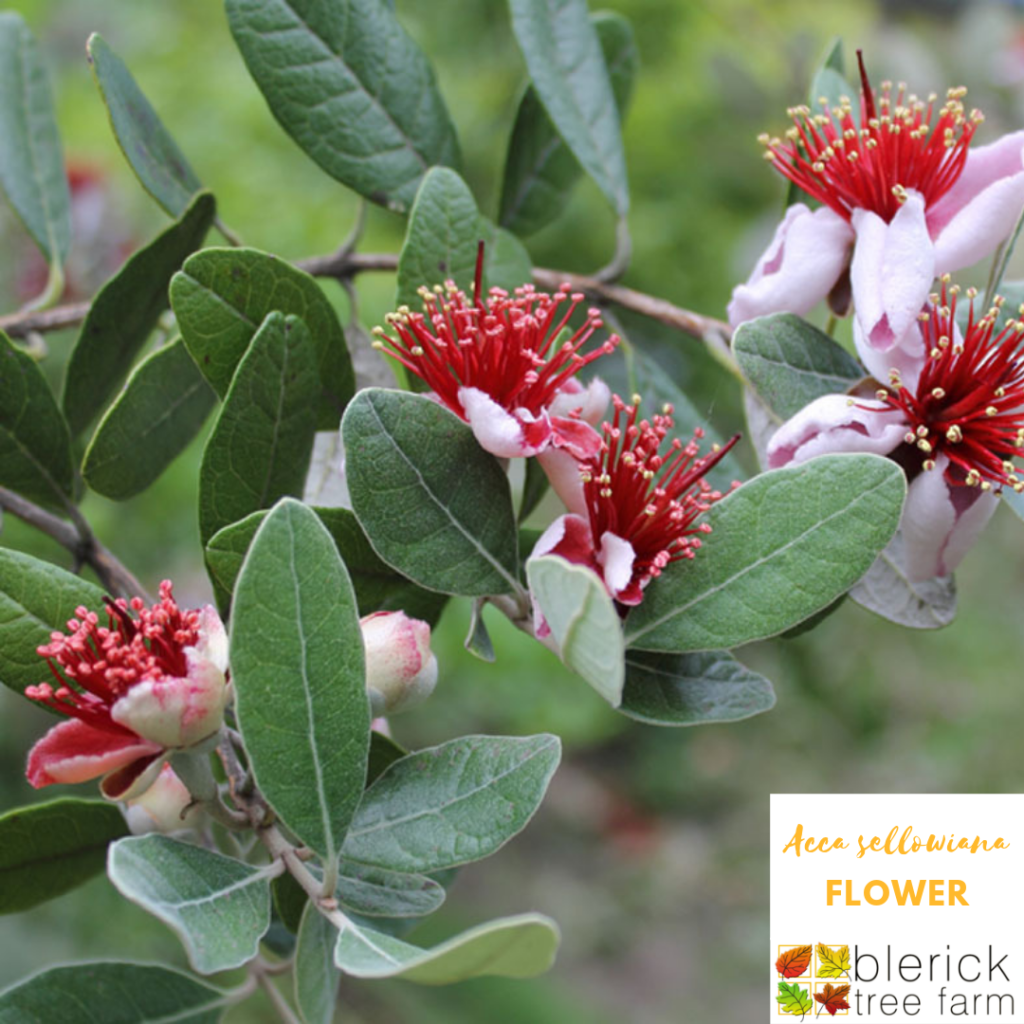 Acca sellowiana Feijoa / Pineapple Guava Blerick Tree Farm