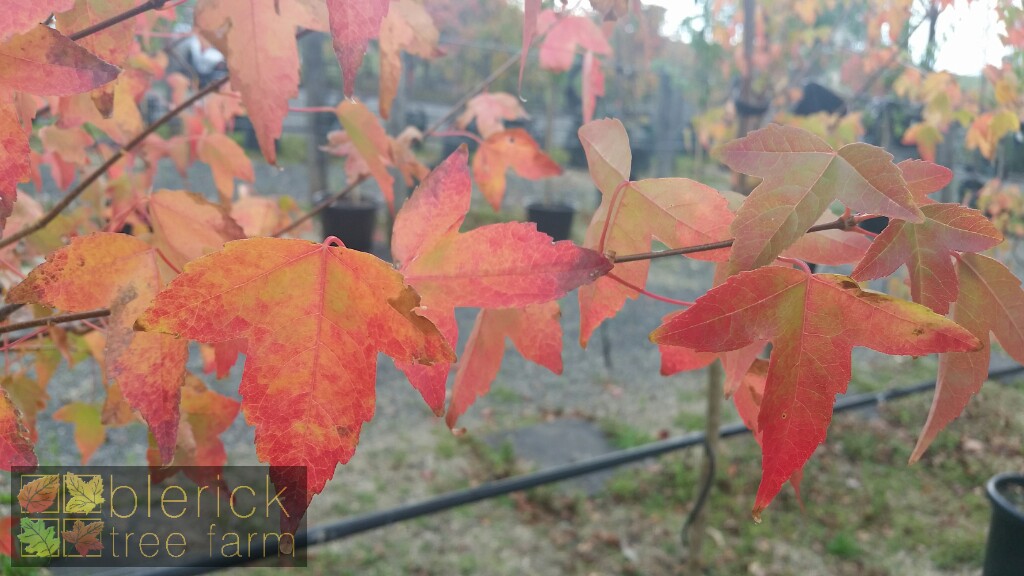 Acer beurgerianum Trident Maple Tree Blerick Tree Farm