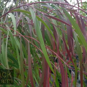 Agonis (Willow Myrtle)