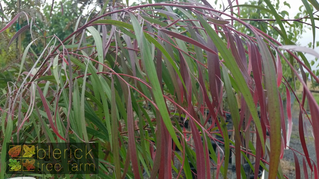 Agonis flexuosa 'Burgundy' - Blerick Tree Farm