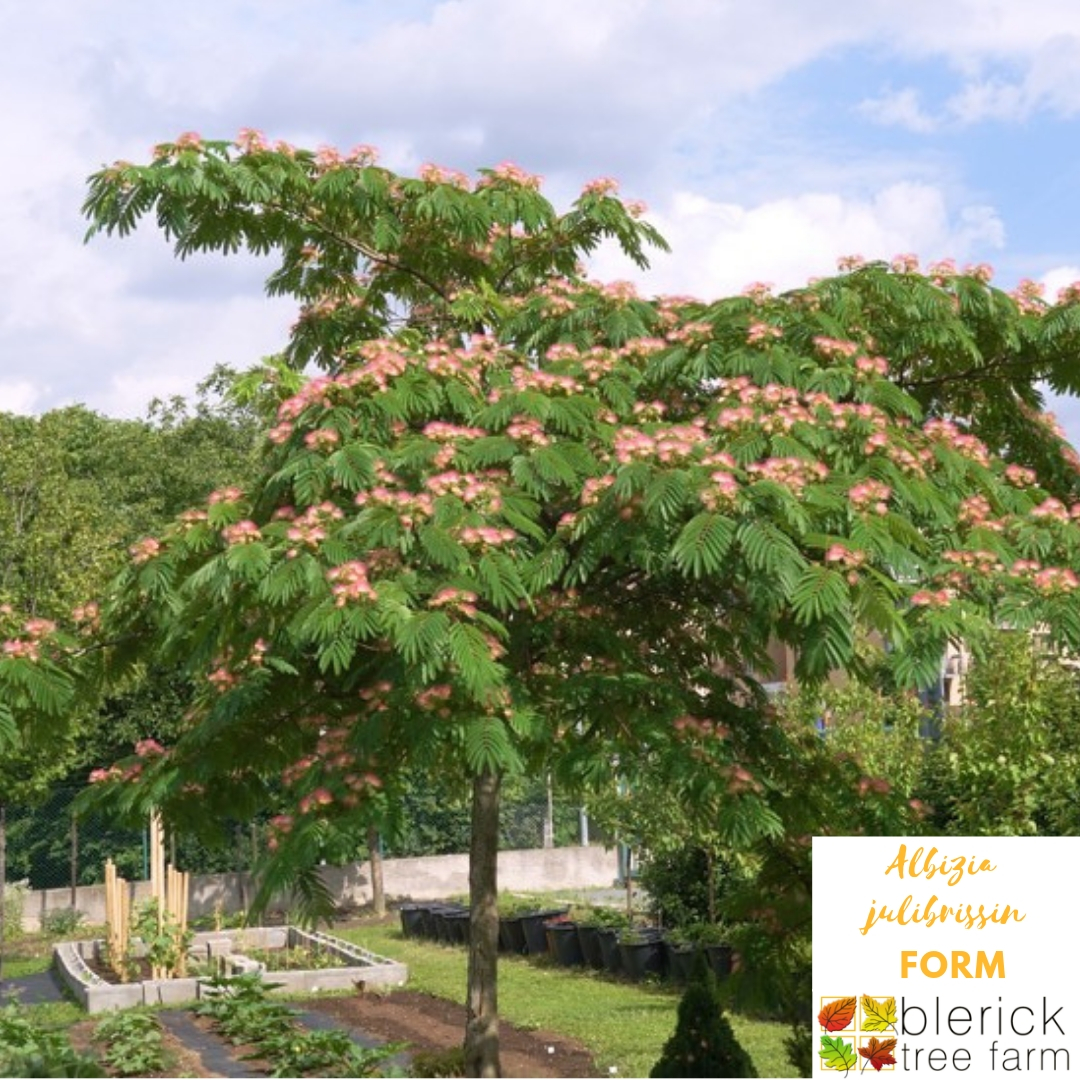 Albizia Julibrissin Persian Silk Tree Blerick Tree Farm