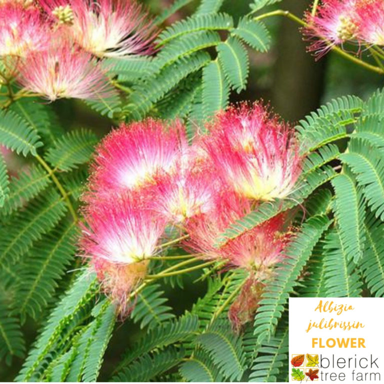 julibrissin Persian Silk Tree Blerick Tree Farm