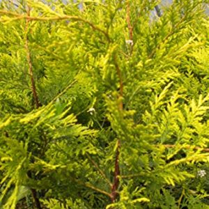 Cupressus