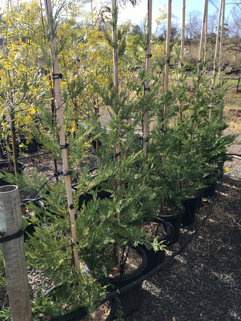 Cupressus leylandii 'Leighton Green' Blerick Tree Farm