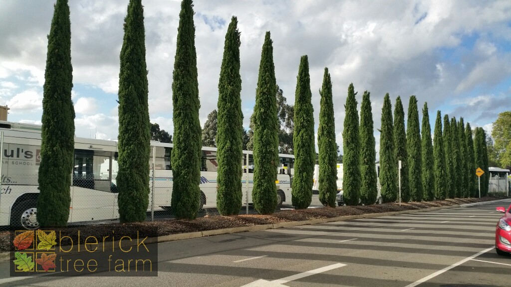 Cupressus Sempervirens 'Glauca' Italian Pencil Pine