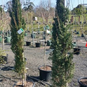 Cupressus sempervirens 'Stricta' Pencil Pine
