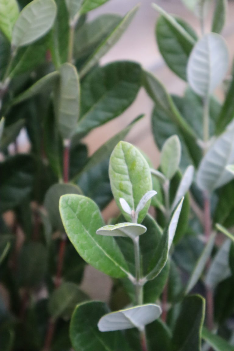 Acca sellowiana Feijoa / Pineapple Guava Blerick Tree Farm